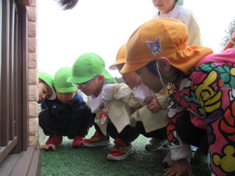 うさぎ組　大下　カマキリのお母さん