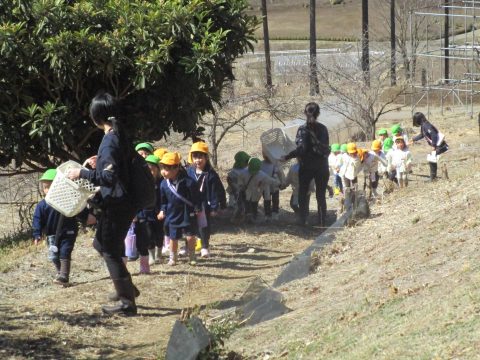 じゃがいも種芋植え（うさぎ・ぱんだ組）